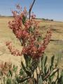 Rumex abyssinicus