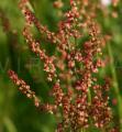 Rumex acetosella