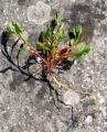 Rumex bucephalophorus