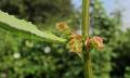 Rumex conglomeratus
