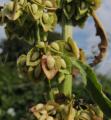Rumex crispus