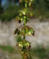 Rumex obtusifolius