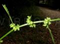 Rumex pulcher