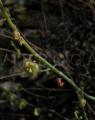 Rumex scutatus
