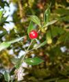 Ruscus aculeatus