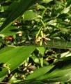 Ruscus hypophyllum