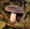 Russula xerampelina