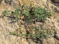 Ruta angustifolia