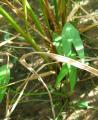 Sagittaria sagittifolia