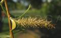 Salix babylonica
