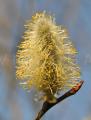 Salix daphnoides