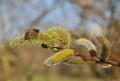 Salix udensis