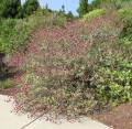 Salvia canariensis