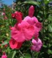 Salvia microphylla