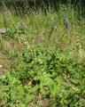 Salvia sclareoides