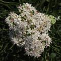 Sambucus ebulus