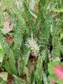 Sansevieria liberica
