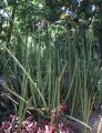 Sansevieria zeylanica