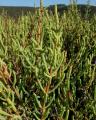 Sarcocornia perennis