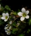 Saxifraga granulata