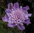 Scabiosa africana