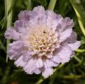 Scabiosa graminifolia