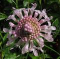 Scabiosa nitens