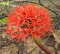 Scadoxus multiflorus