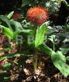 Scadoxus multiflorus