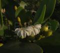 Scaevola plumieri