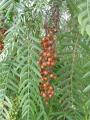 Schinus molle