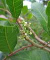 Schinus terebinthifolia