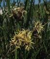 Schoenoplectus maritimus