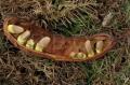 Schotia brachypetala