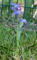 Scilla amoena