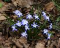 Scilla luciliae