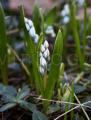 Scilla mischtschenkoana
