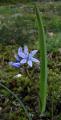 Scilla monophyllos