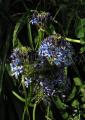 Scilla peruviana