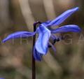 Scilla siberica