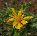 Scolymus hispanicus