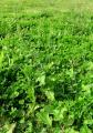 Scrophularia scorodonia