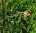 Scrophularia scorodonia