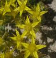 Sedum acre