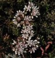 Sedum album