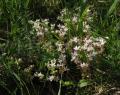 Sedum andegavense