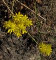 Sedum forsterianum