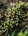 Sedum hirsutum