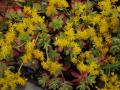 Sedum palmeri