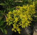 Sedum praealtum